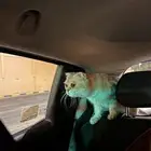 سكوتش ضايع او للتبني