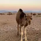 قعود احمر للبيع سنه 8 شهور فل شحم