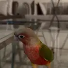 كنيور اناناس