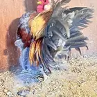 زوج سيراما ماليزي