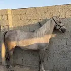 مهره واهو