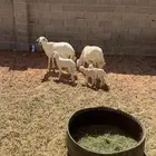 شياه متابيع