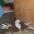 اربع اجواز لبناني منتجه