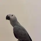 مطلوب فرخ كاسكو انتاج محلي