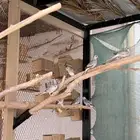 يمام ماسي