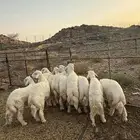 طليان جبره للبيع