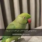 طير مفقود