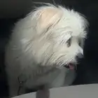 كلب لتبني يخاف الله فيه