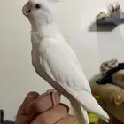 طير كروان البينو اليف(تم البيع)