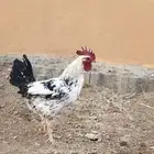 ديك بلدي