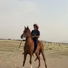 حصان واهو