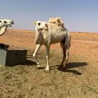 وضحاء