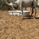 وضحى خفوت