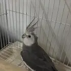 زوج كروان هولندي