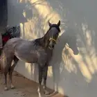 للبيع مهره شعبيه فاخره