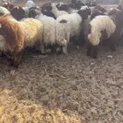 بهم نعيم