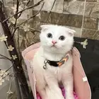 قطط سكوتش فولد