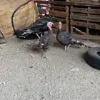 دجاج رومي