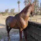 حصان للبيع