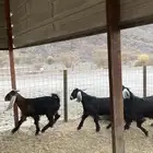 تيوس جدعان مخاصي جاذعان