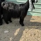معزا عوارض للبيع صنف