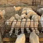 طليان ورخال للبيع