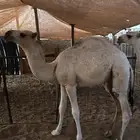 4 قعدان مفاريد اعماره 8 اشهر