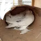 حمام مفتل