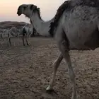 للبيع  قعود مخصي