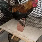 دجاج للبيع