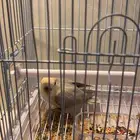 فرخ روز اليف للبيع