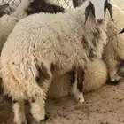 ذبايح للبيع