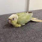 فرخ كنيور منت نعناع