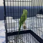ببغاء