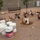 ديكه بلدي