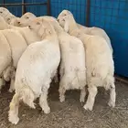 خرفان حرية وسواكن شحم