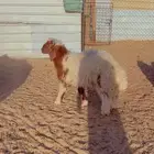 خرفان نعيم فل شحم اعمار 6 شهور