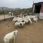 غنم رفيدي بلدي