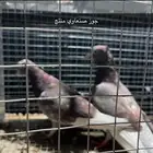 للبيع مجموعه حمام