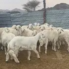 طليان جبره