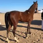 فرس شعبيه كفو