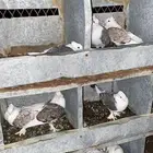 حمام حب الرمان