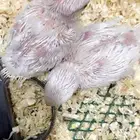 فروخ روز البينو عيون (مباع ) خارج الموقع