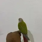 كنيور اناناس