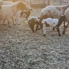 نعيم مواليد