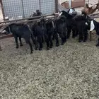 تيوس ذبايح