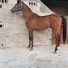 حصان شعبي للبيع