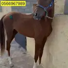 مهر واهو محجل 4