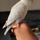 روز اليف هدد