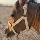 مهر للبيع العمر سنه وشهرين